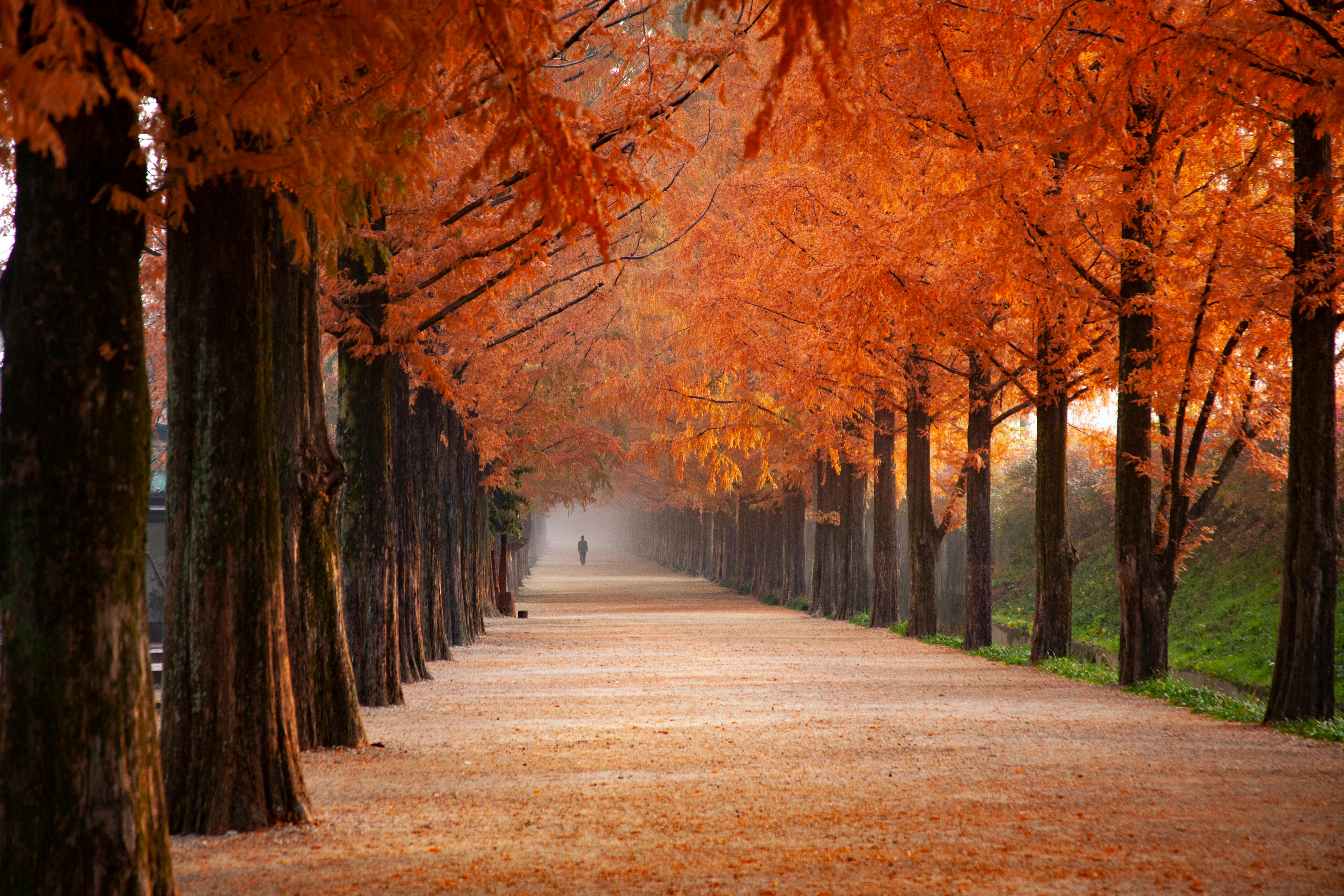 Image of autumn