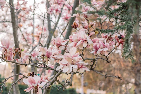 Image of blooming magnolia flowers