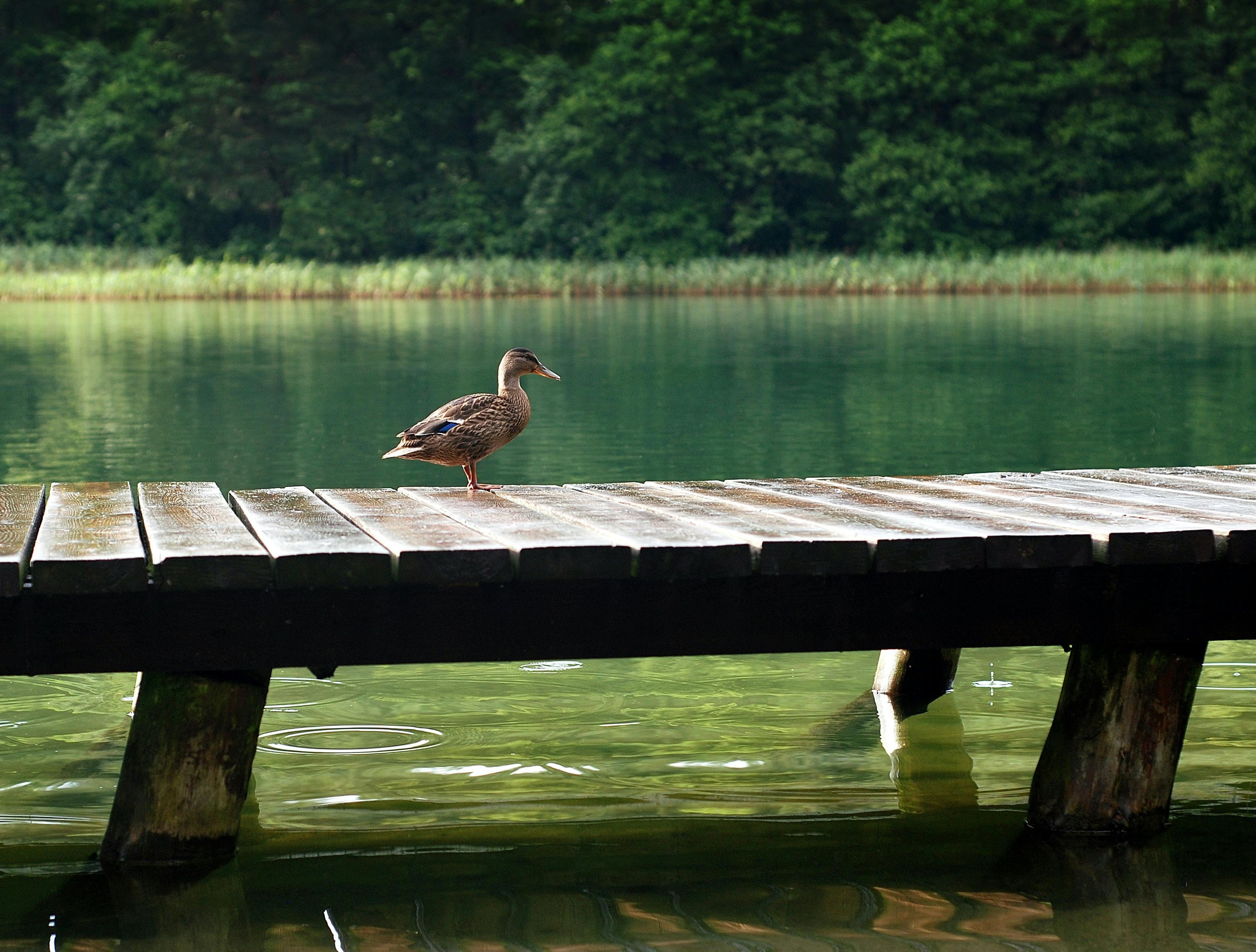 Image of a duck