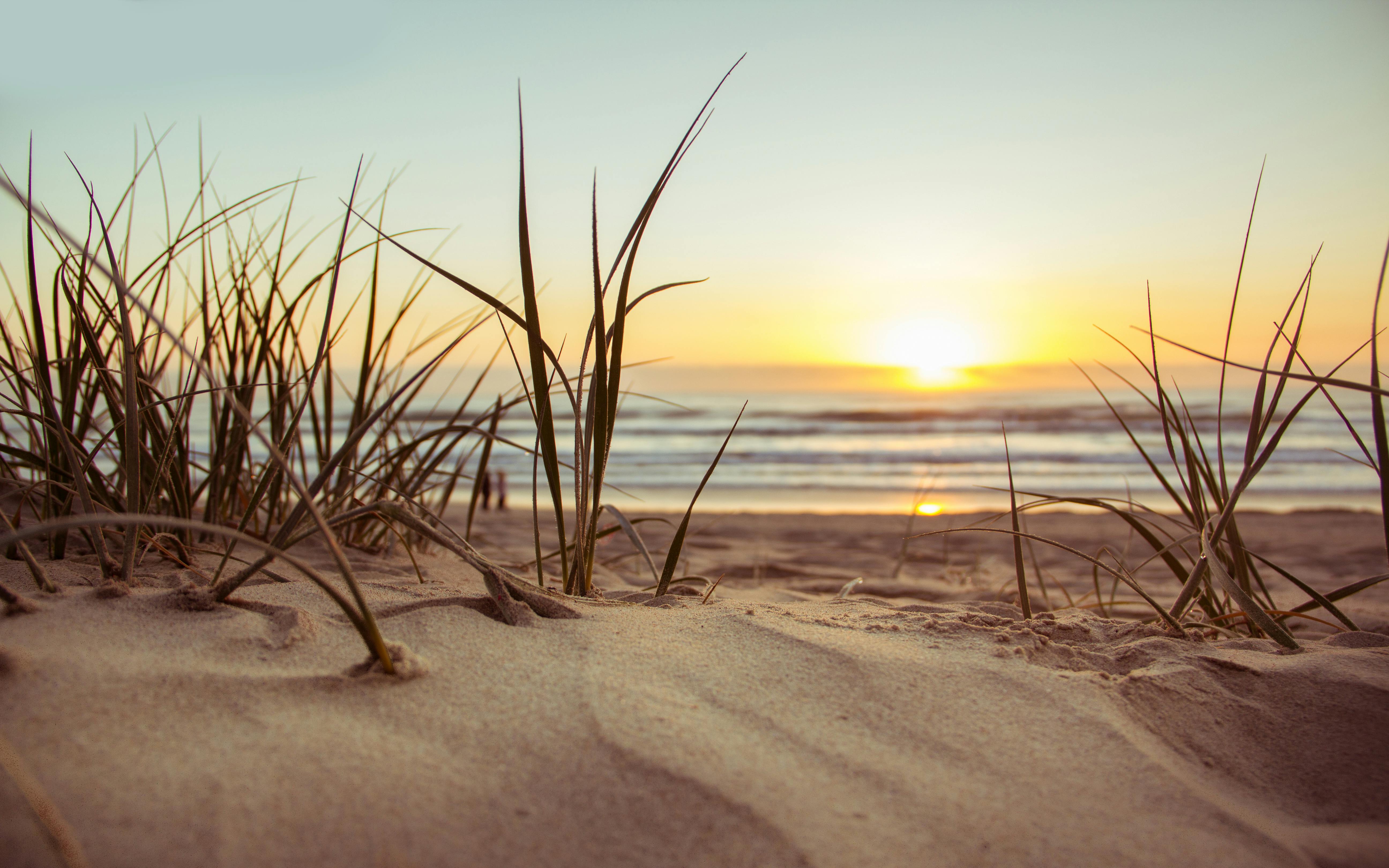 image of peach roses