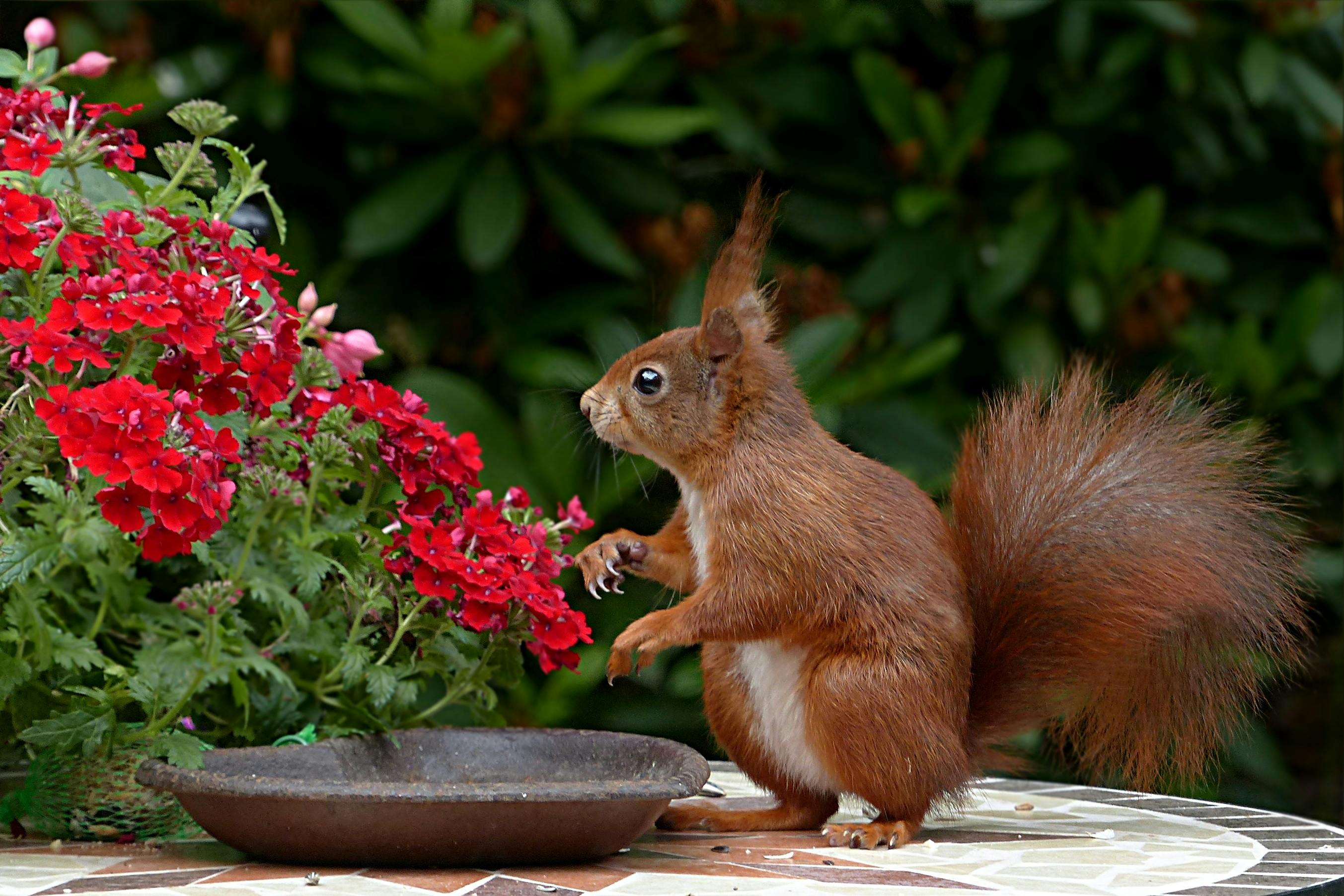 Image of a squirell